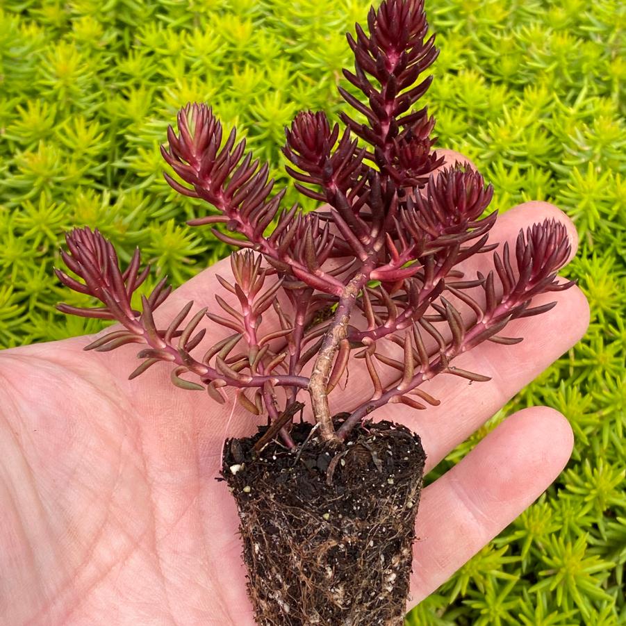 Sedum Tight And Tidy Red Angelina