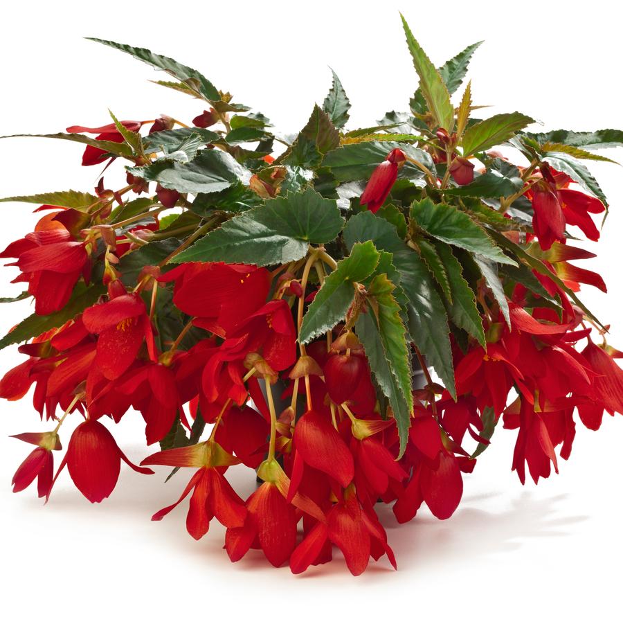Begonia boliviensis Waterfalls&reg; Encanto Red
