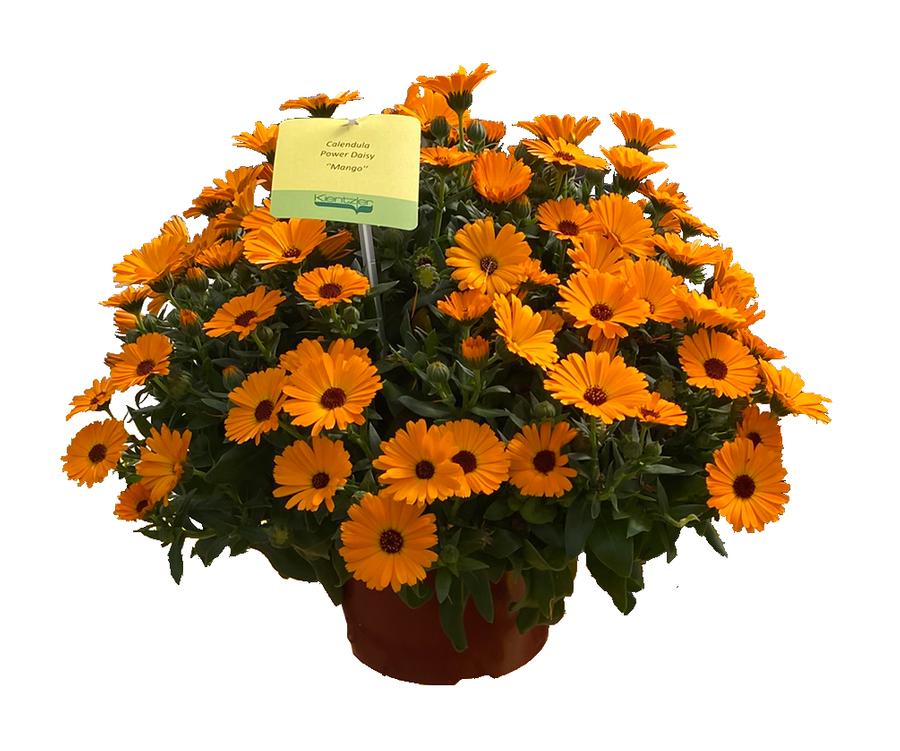 Calendula Power Daisy Mango