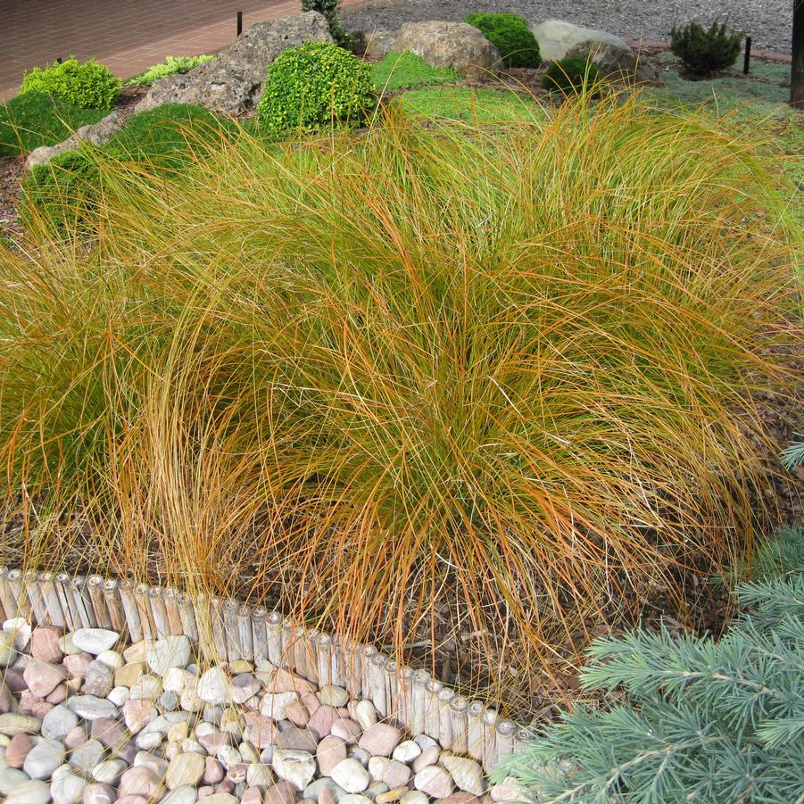 Carex testacea Prairie Fire