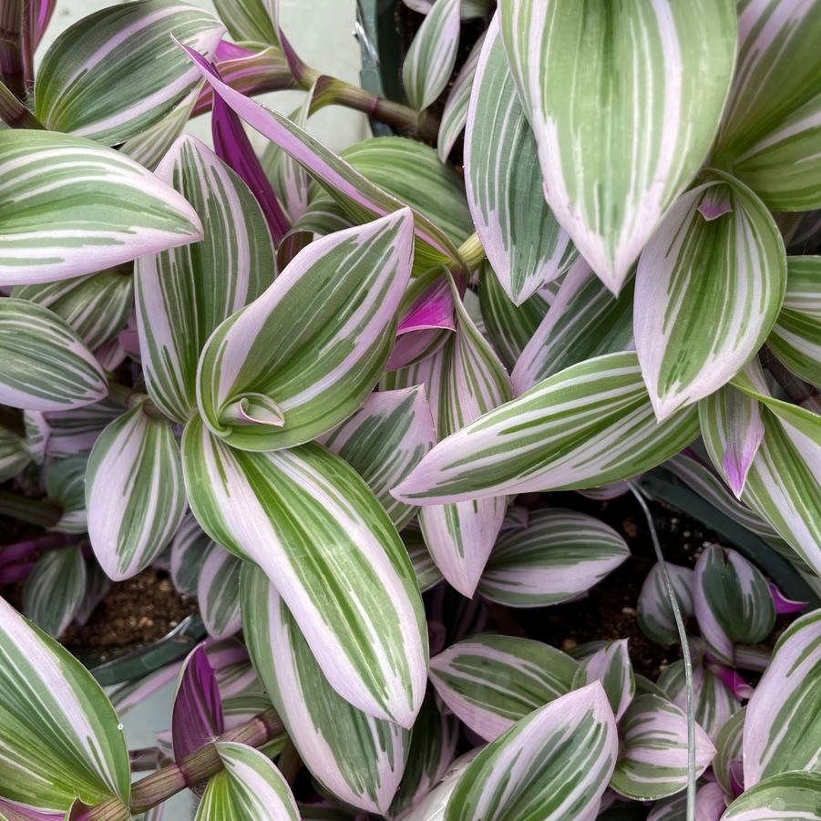 Tradescantia albiflora Nanouk