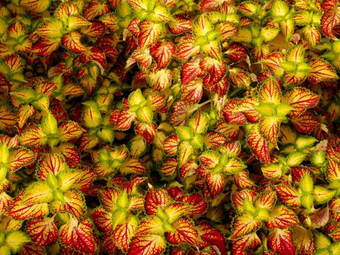 Coleus Electric Slide