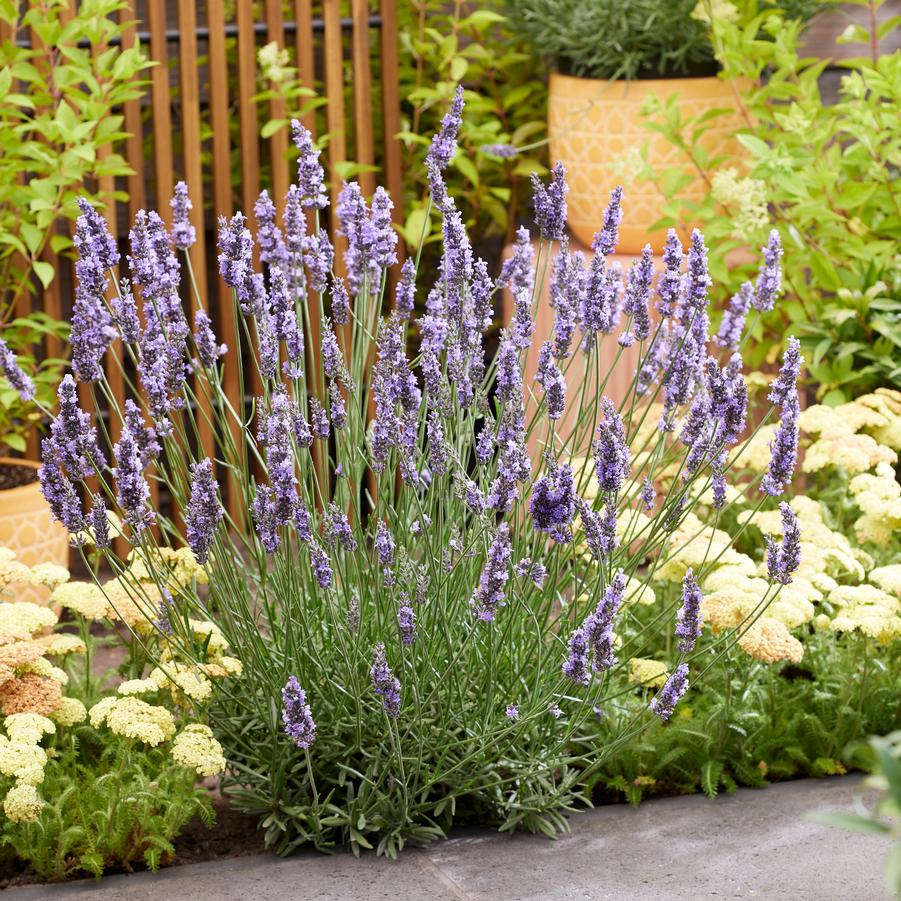 Lavandula x intermedia Sensational!&trade;