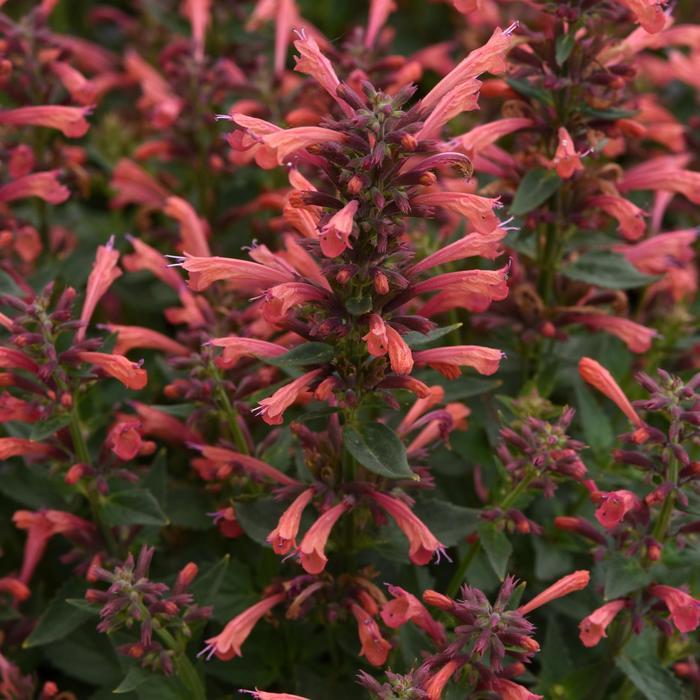 Agastache mexicana Summerlong&trade; Coral