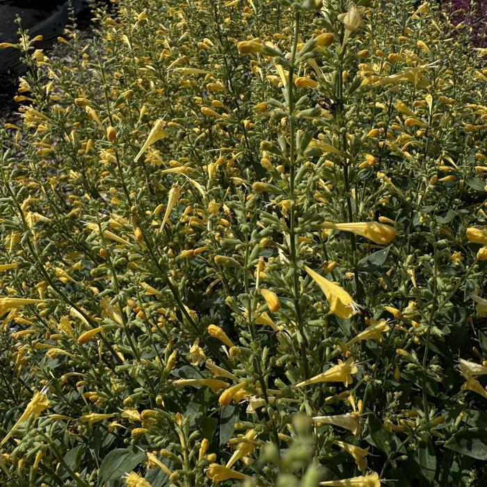 Agastache mexicana Summerlong&trade; Lemon