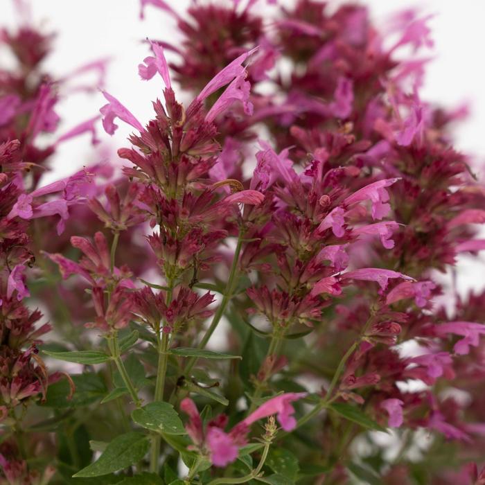 Agastache mexicana Summerlong&trade; Magenta