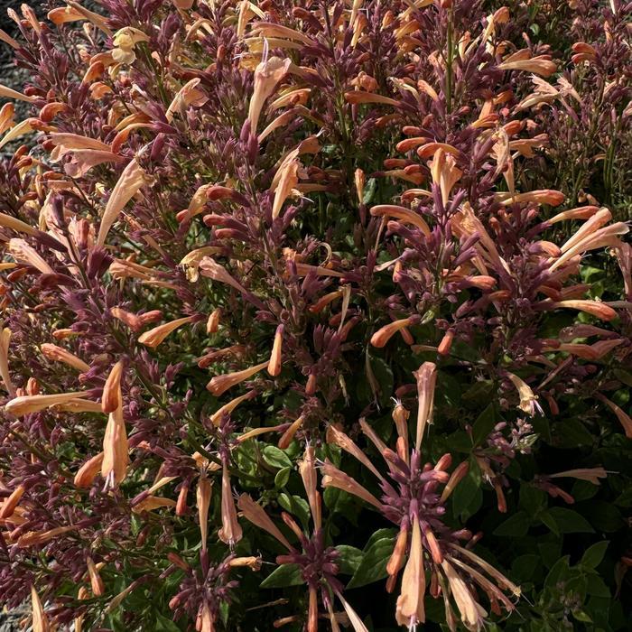Agastache mexicana Summerlong&trade; Peach
