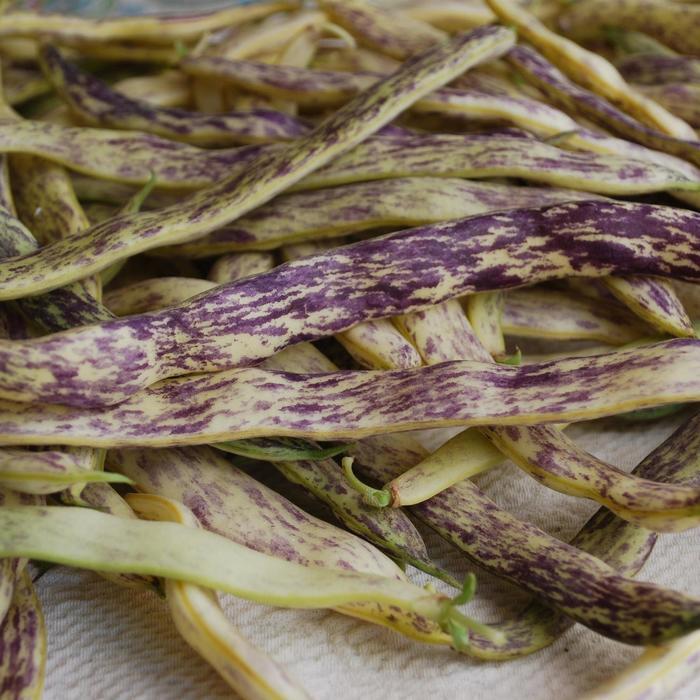 Phaseolus vulgaris Dragon Tongue