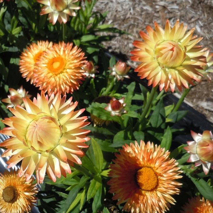Bracteantha bracteata Granvia Peachy Keen