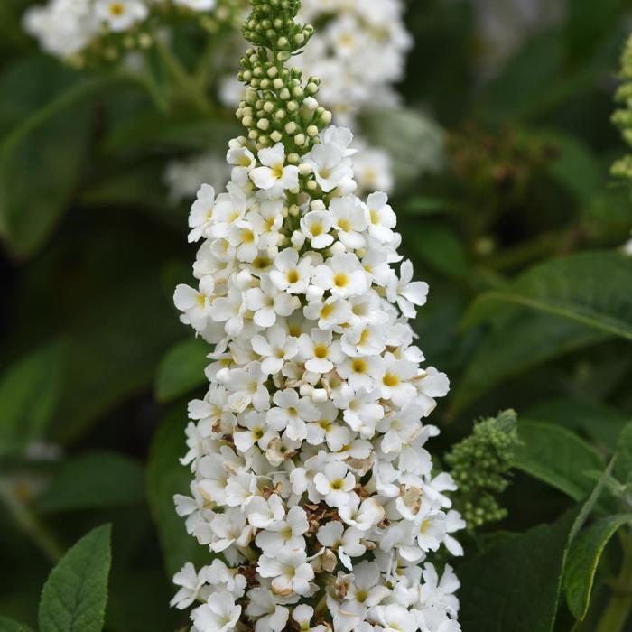 Buddleia davidii Chrysalis&trade; White