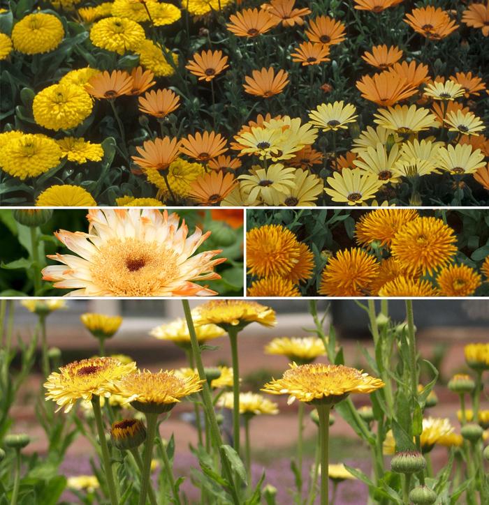 Calendula officinalis 