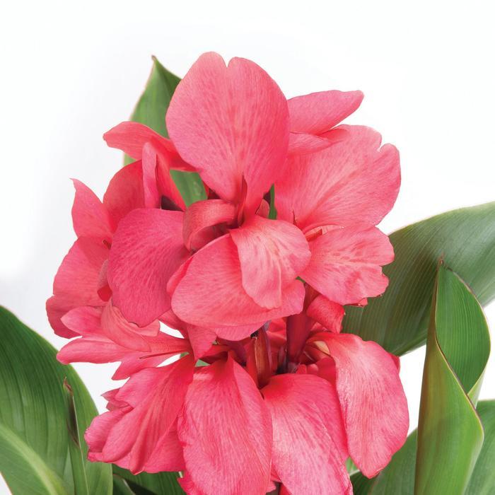 Canna x generalis Cannova&reg; Dark Rose Bud
