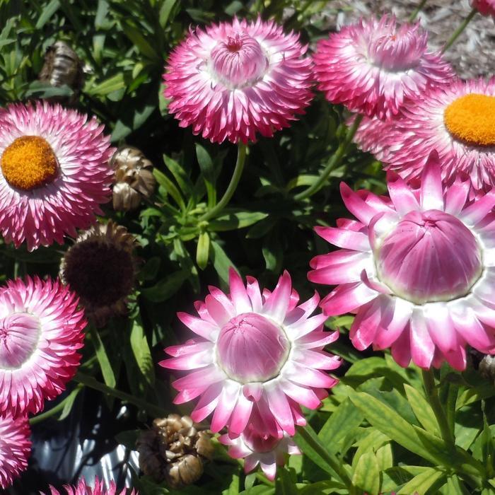 Bracteantha bracteata Granvia Pink