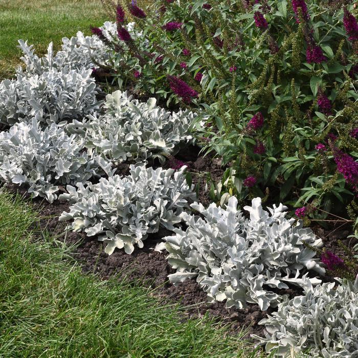 Centaurea ragusina Silver Swirl