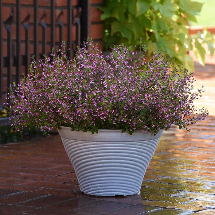 Cuphea ramosissima Pink Shimmer