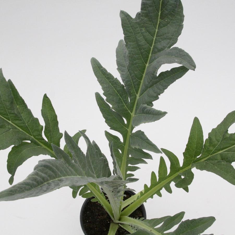 Cynara cardunculus Porto Spineless