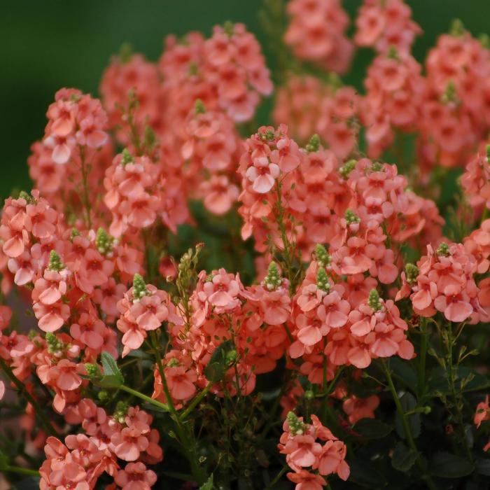 Diascia Sundiascia&reg; Upright Peach