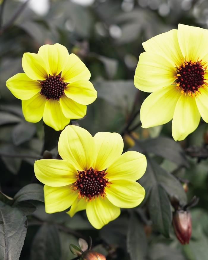 Dahlia variabilis Mystic Illusion