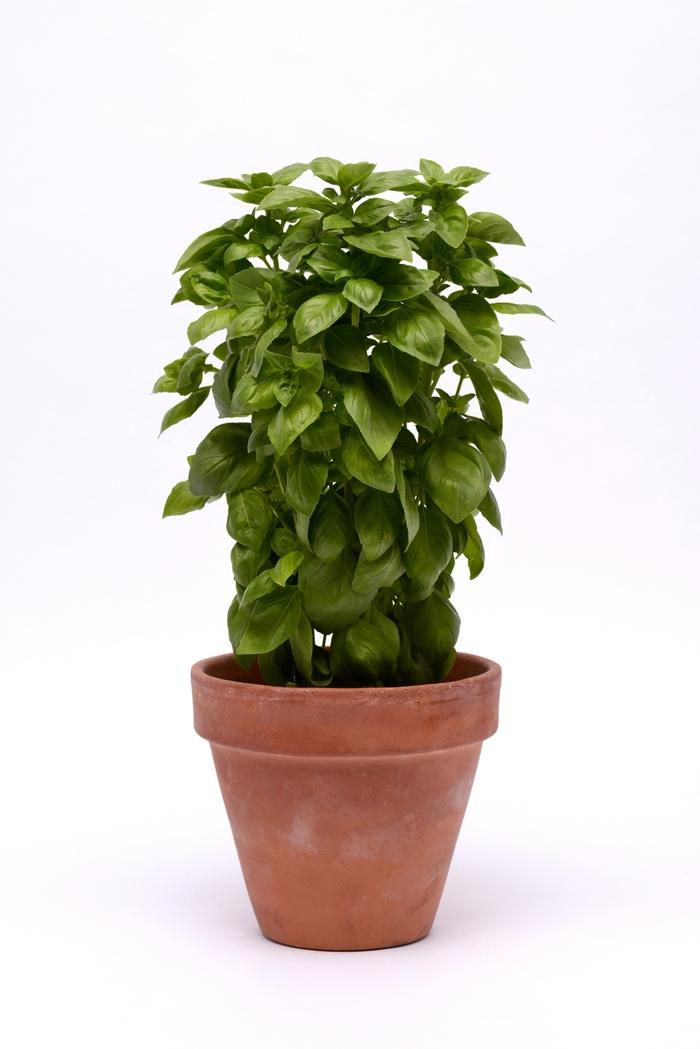 Ocimum basilicum Genovese