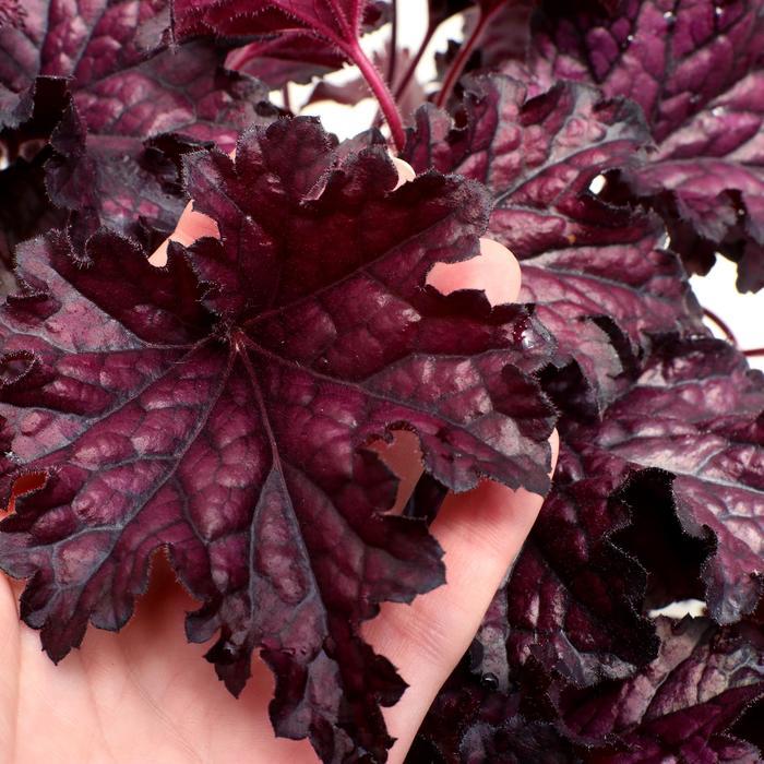 Heuchera Forever&reg; Midnight
