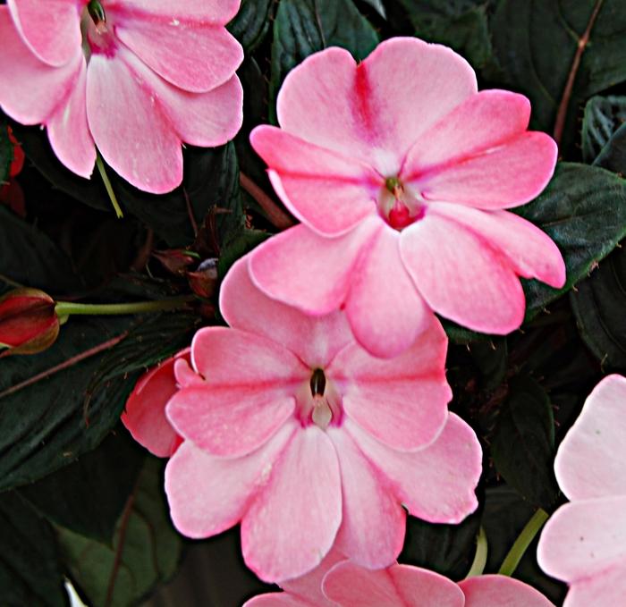 Impatiens SunPatiens&reg; Blush Pink