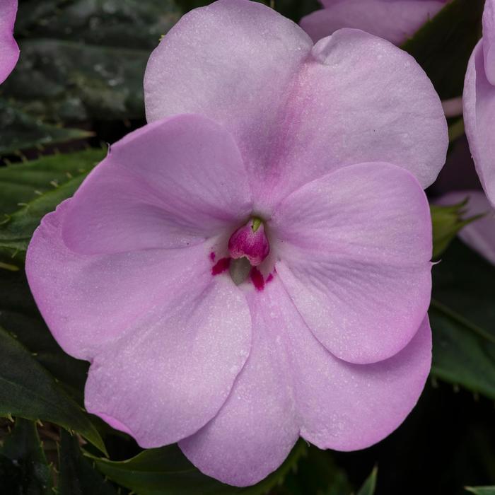 Impatiens SunPatiens&reg; Compact Orchid Blush