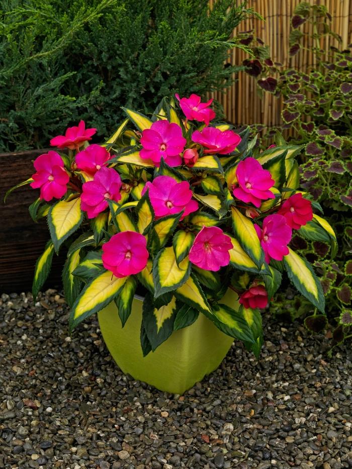 Impatiens SunPatiens&reg; Compact Tropical Rose