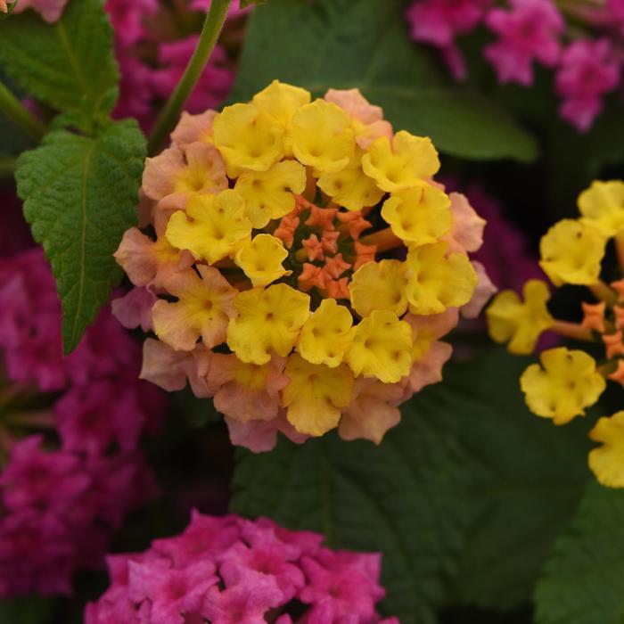 Lantana camara Shamrock&trade; Rose Improved