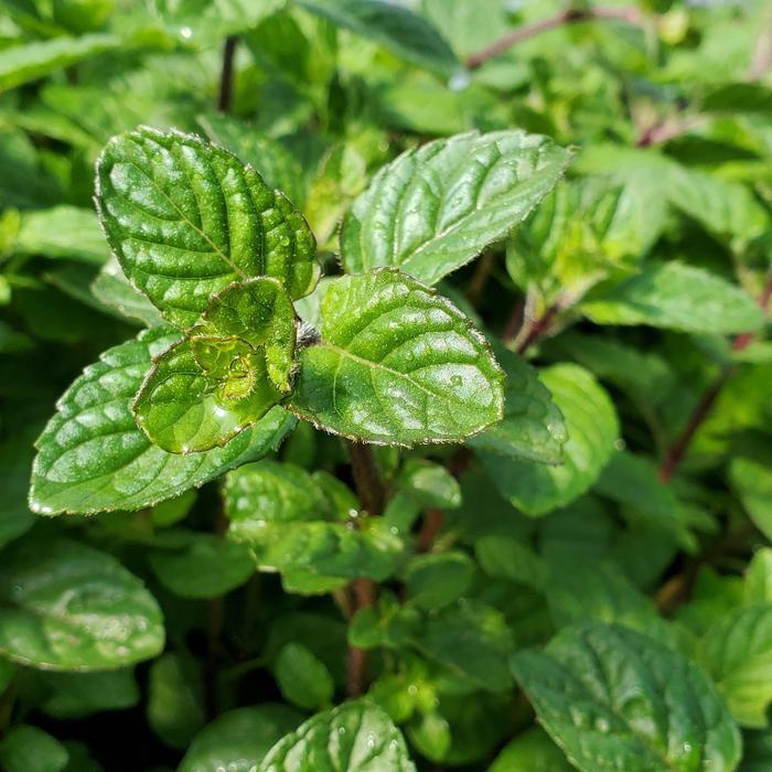 Mentha Berries & Cream