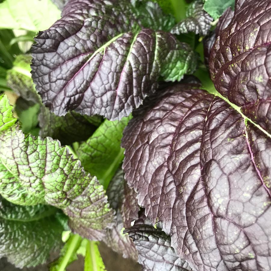 Brassica juncea Red Giant