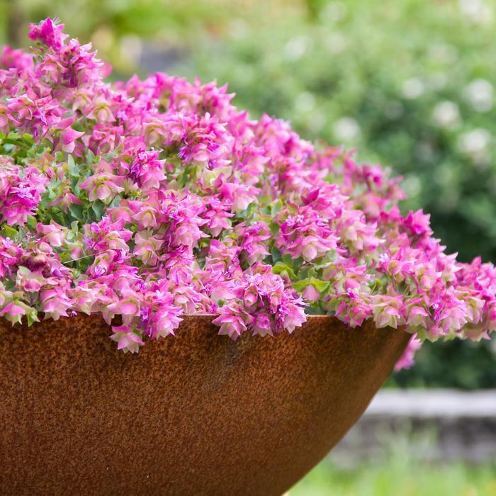 Origanum Bellissimo