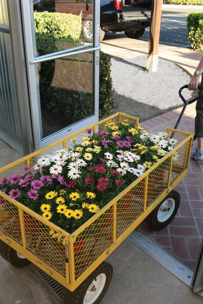 Osteospermum ecklonis Akila&reg; Grand Canyon Mixture