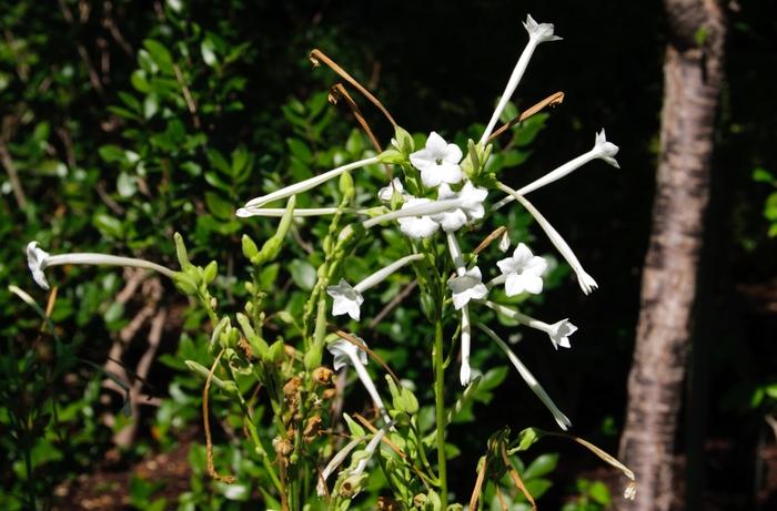 Nicotiana sylvestris 