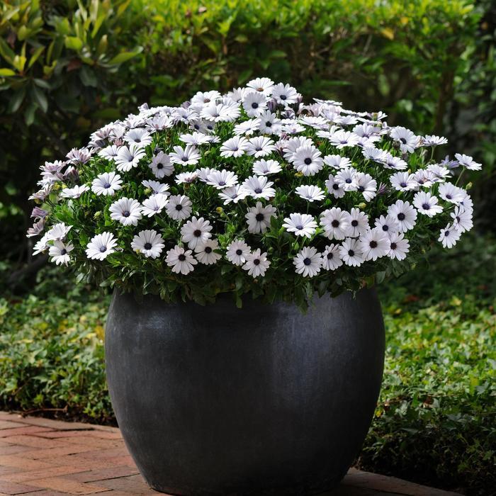 Osteospermum ecklonis Akila&reg; White