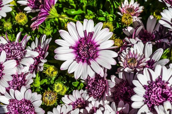 Osteospermum 4D&trade; Berry White