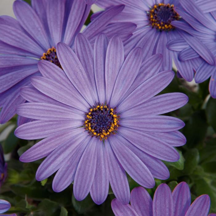 Osteospermum Zion&trade; Blue Denim 