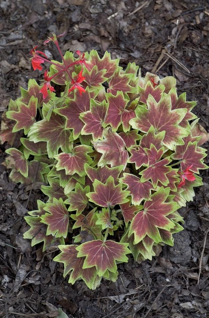 Pelargonium x hortorum Vancouver Centennial