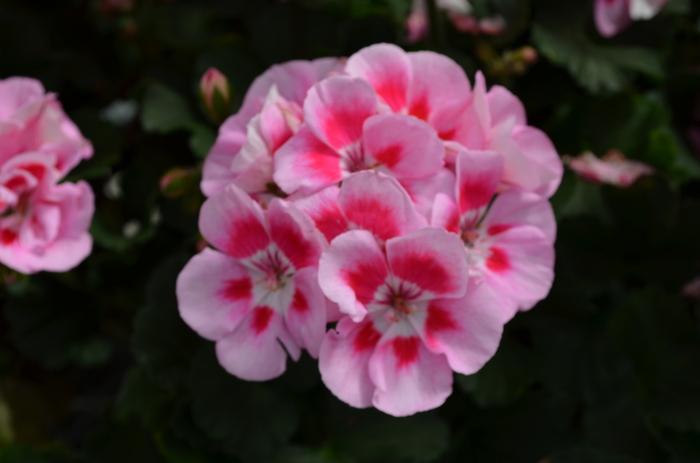 Pelargonium x hortorum Presto&trade; Pink Sizzle