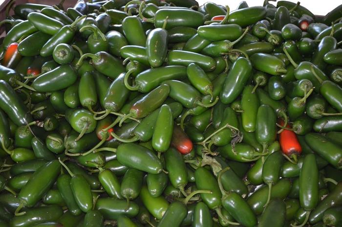 Capsicum annuum Jalape&ntilde;o