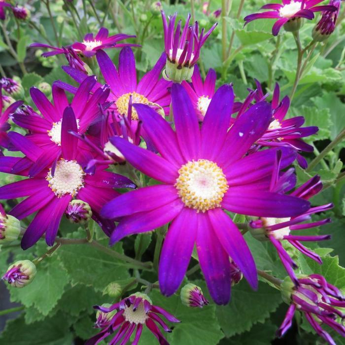 Pericallis Senetti&reg; Rose Glow