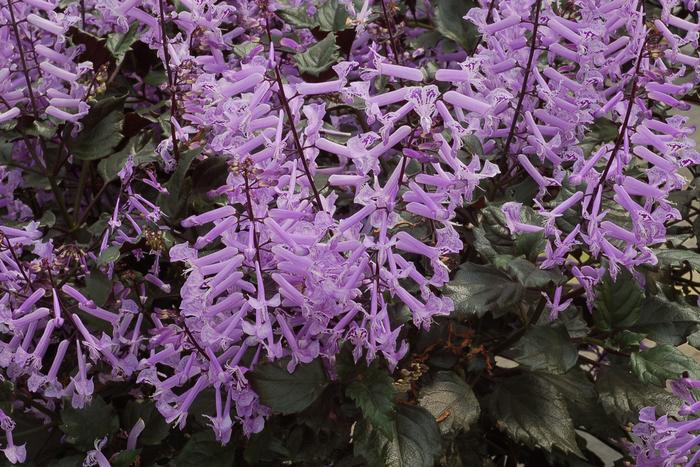 Plectranthus Velvet Elvis