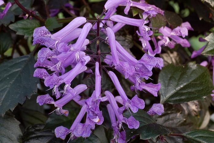 Plectranthus VELVET&trade; Diva