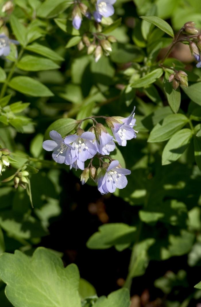 Polemonium reptans 