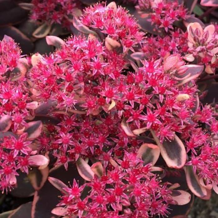 Sedum Sunsparkler&reg; Dream Dazzler