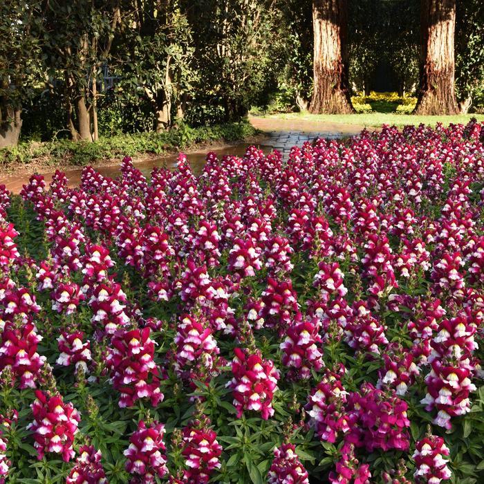 Antirrhinum majus Snapshot&trade; Burgundy Bicolor 