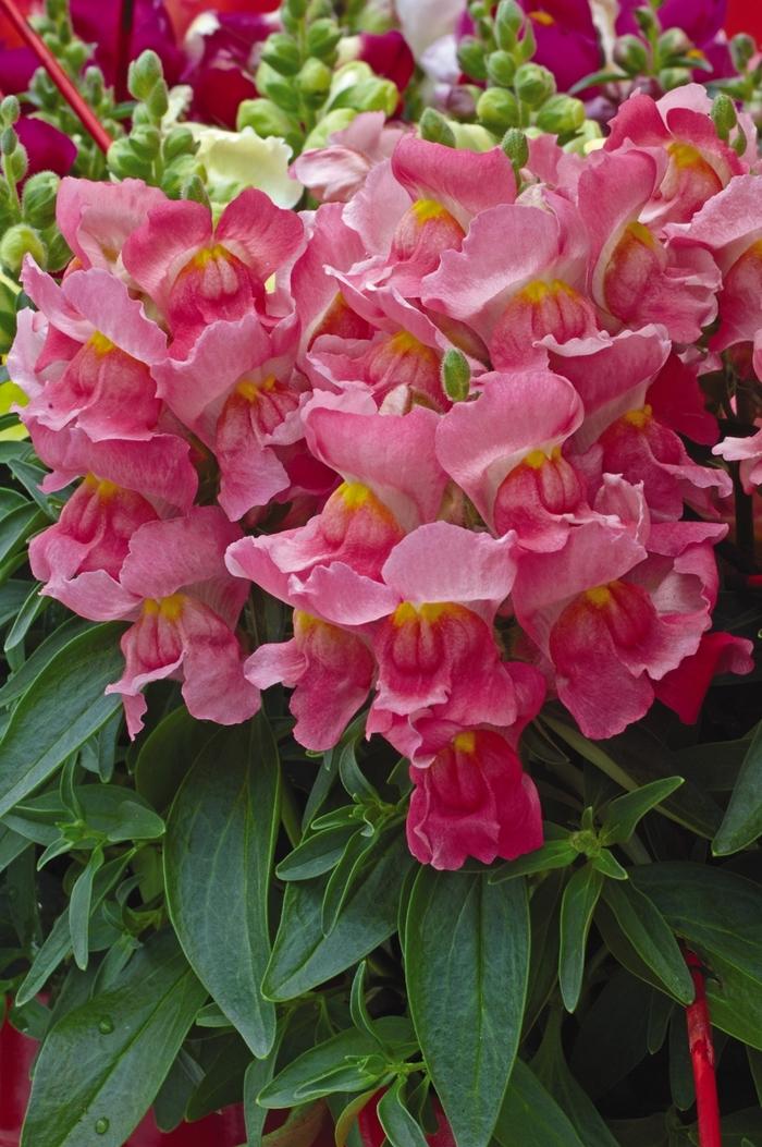 Antirrhinum majus Snapshot&trade; Pink