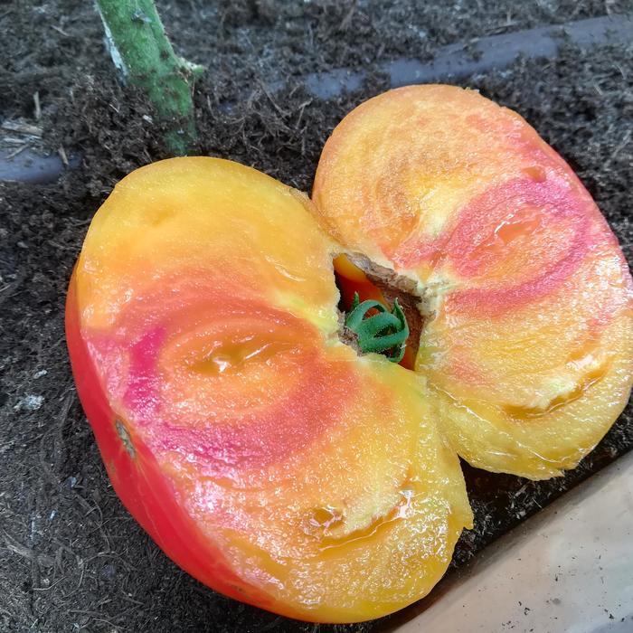 Solanum lycopersicon Buffalosun