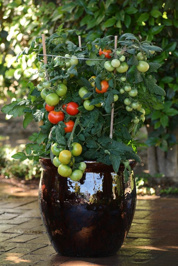 Solanum lycopersicon Little Sicily