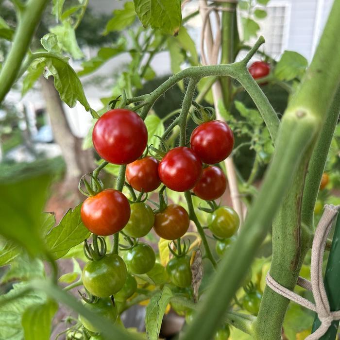 Solanum lycopersicon Super Sweet 100