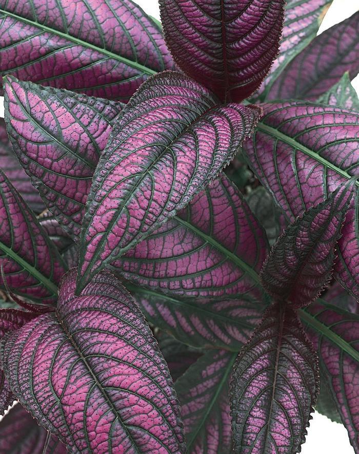 Strobilanthes dyerianus Proven Accents&reg; 